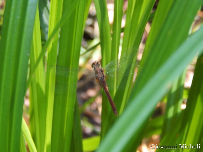 Sympetrum  cfr. sanguineum, femmina